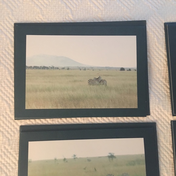 Zebra photograph card set - Picture 5 of 6